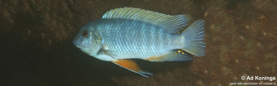 Labeotropheus fuelleborni 'Nkhungu Reef'