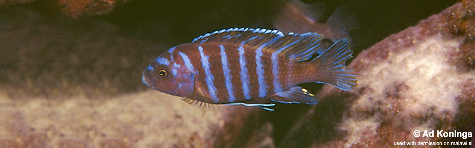 Maylandia sp. 'aggressive bars' Nkhungu Reef<br><font color=gray>Metriaclima sp. 'aggressive bars' Nkhungu Reef</font> 