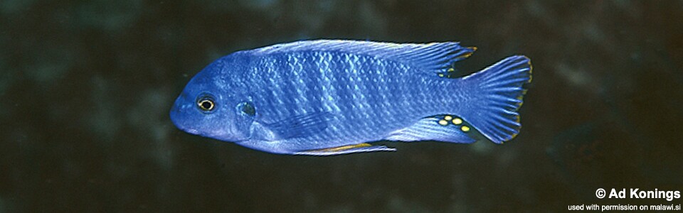 Labeotropheus fuelleborni 'Nkolongwe'