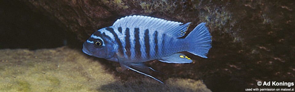 Maylandia zebra 'Nkolongwe'<br><font color=gray>Metriaclima zebra 'Nkolongwe'</font>