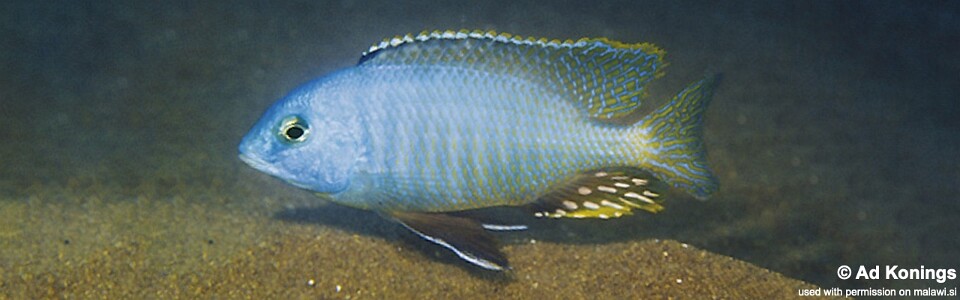 Otopharynx auromarginatus 'Nkolongwe'