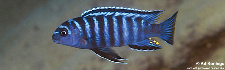 Tropheops sp. 'elongatus metangula' Nkolongwe