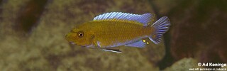 Labeotropheus trewavasae 'Nkolongwe'.jpg