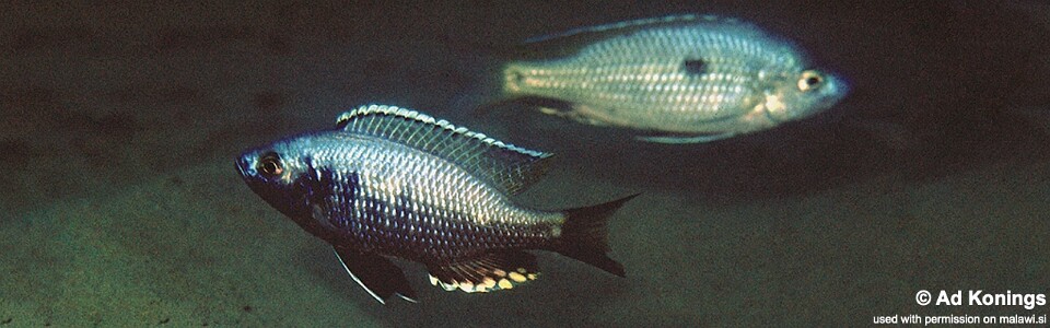 Copadichromis likomae 'Ntekete'