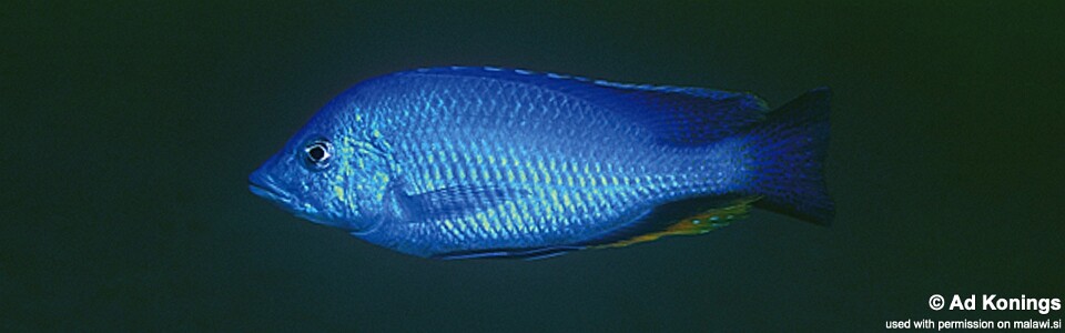 Hemitilapia oxyrhynchus 'Ntekete'