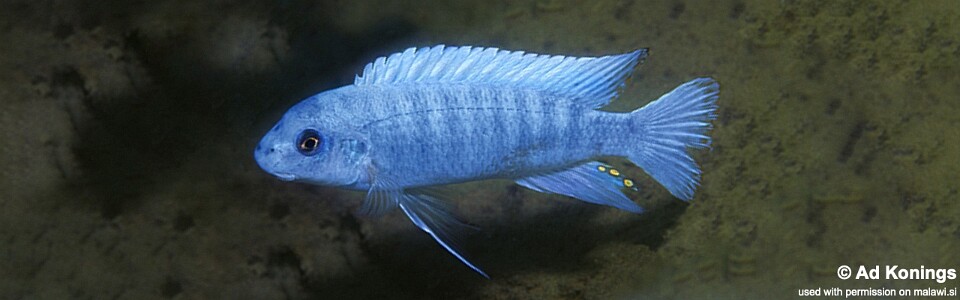Labeotropheus trewavasae 'Ntekete'