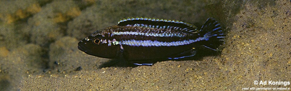 Melanochromis simulans 'Ntekete'