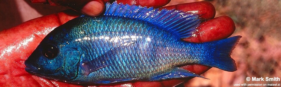 Placidochromis sp. 'phenochilus gissel' Ntekete