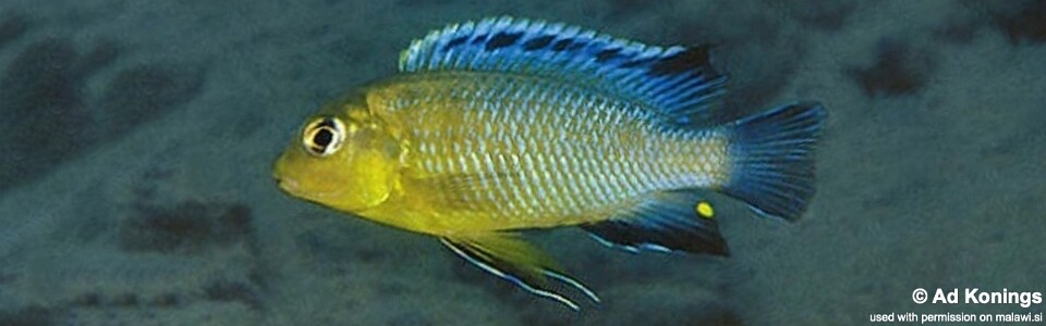 Tropheops sp. 'yellow gular' Ntekete