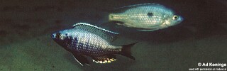 Copadichromis likomae 'Ntekete'.jpg