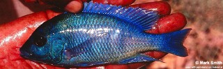 Placidochromis sp. 'phenochilus gissel' Ntekete.jpg