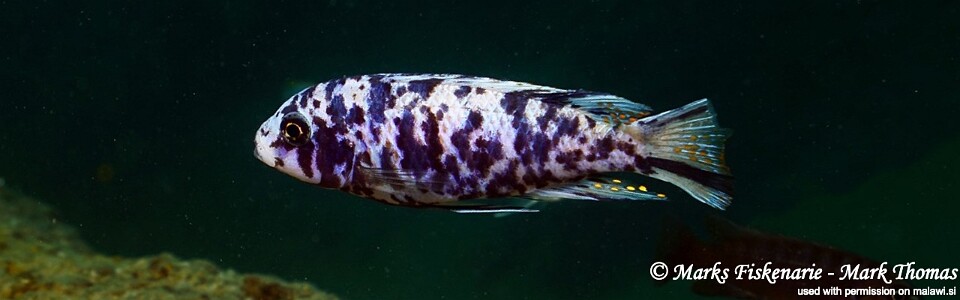 Maylandia cf. tarakiki 'Otter Island'<br><font color=gray>Metriaclima cf. tarakiki 'Otter Island'</font> 