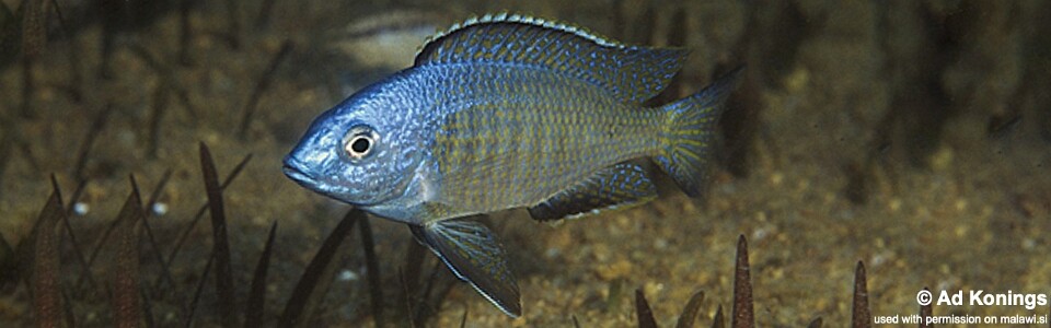Nyassachromis microcephalus 'Otter Point'