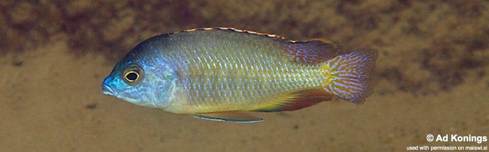 Protomelas pleurotaenia 'Otter Point'