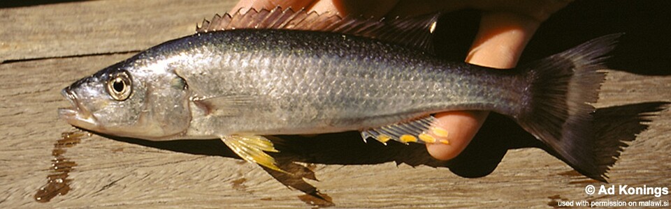Rhamphochromis longiceps 'Otter Point'