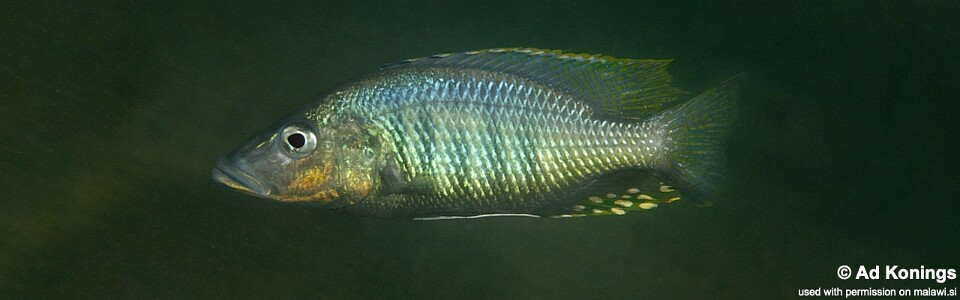 Stigmatochromis woodi 'Otter Point'
