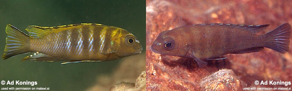 Tropheops biriwira 'Otter Point'