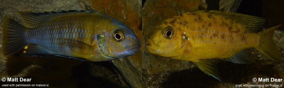 Tropheops sp. 'orange chest' Otter Point<br><font color=gray>Tropheops tropheops 'Otter Point'</font> 