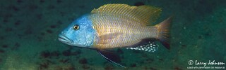 Buccochromis rhoadesii 'Otter Point'.jpg