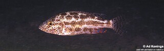 Nimbochromis polystigma 'Otter Point'.jpg