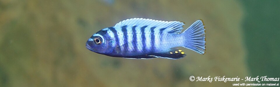 Cynotilapia zebroides 'Pombo Rocks'