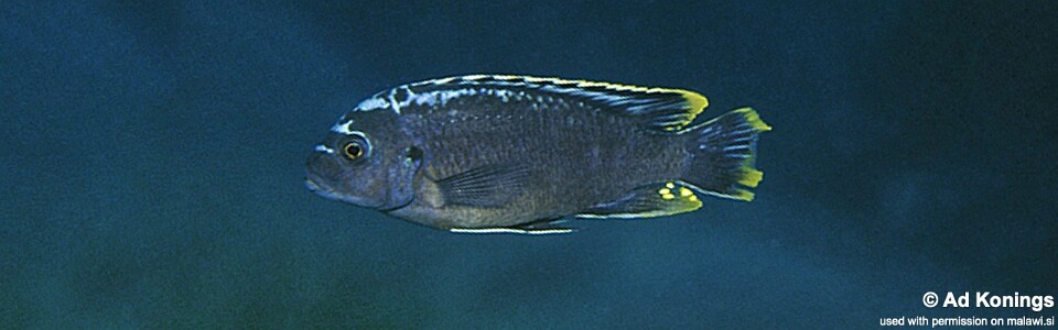 Maylandia sp. 'msobo' Pombo Rocks<br><font color=gray>Metriaclima  sp. 'msobo' Pombo Rocks</font> 