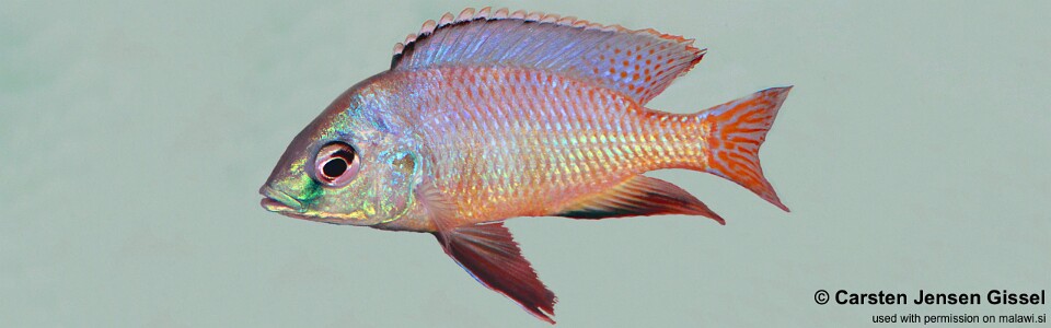 Protomelas sp. 'johnstoni solo' Pombo Rocks