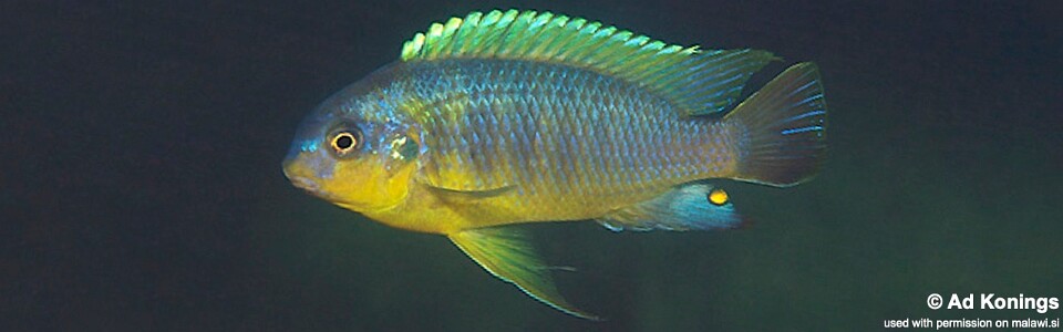 Tropheops gracilior 'Pombo Rocks'