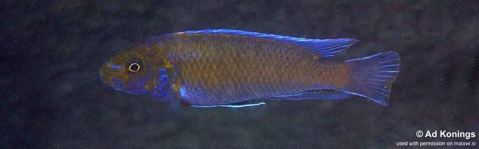 Labeotropheus trewavasae 'Puulu'