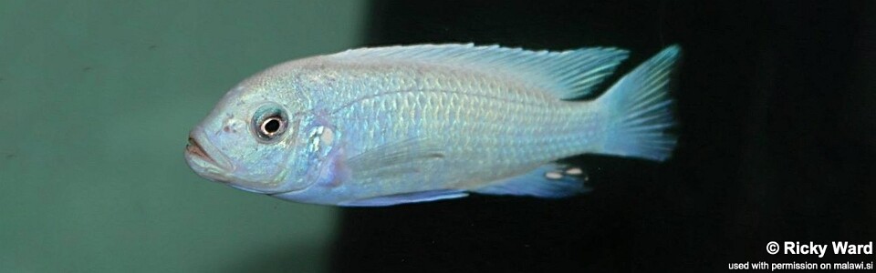 Maylandia callainos 'Puulu'<br><font color=gray>Metriaclima callainos 'Puulu'</font> 