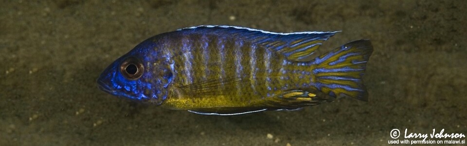 Aulonocara stuartgranti 'Ruarwe'