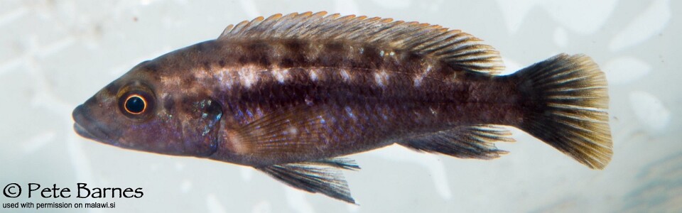 Melanochromis mpoto 'Ruarwe'