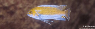 Labeotropheus trewavasae 'Ruarwe'.jpg