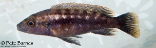 Melanochromis mpoto 'Ruarwe'.jpg