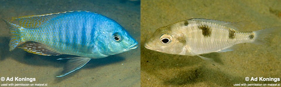 Trematocranus placodon 'Same Bay'