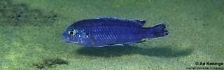 Labidochromis strigatus 'Same Bay'.jpg