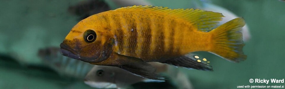 Maylandia sp. 'zebra gold' Sanga<br><font color=gray>Metriaclima sp. 'zebra gold' Sanga</font> 