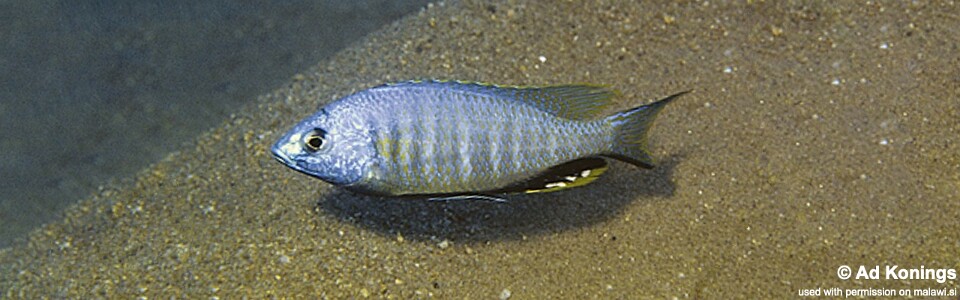 Nyassachromis microcephalus 'Selewa'