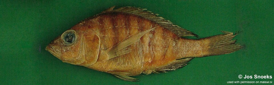 Alticorpus sp. 'bicuspid small-scale' Senga Bay