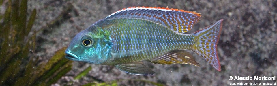 Lethrinops macrochir 'Senga Bay'