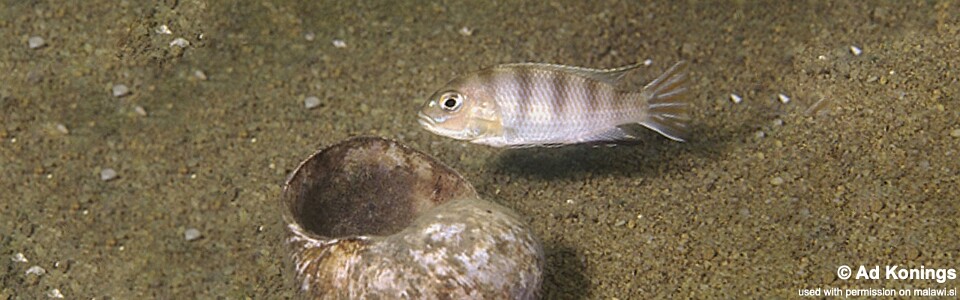 Maylandia lanisticola 'Senga Bay'<br><font color=gray>Metriaclima lanisticola 'Senga Bay'</font> 