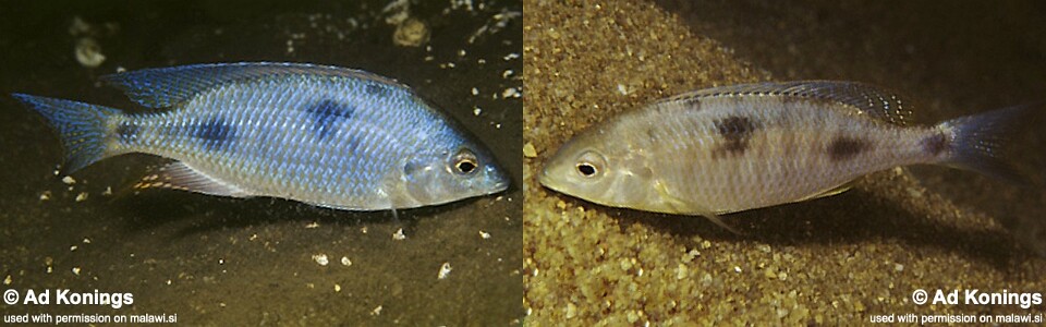 Otopharynx sp. 'decorus jumbo' Senga Bay