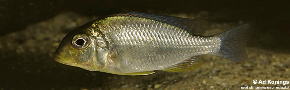 Tramitichromis sp. 'lituris yellow' Senga Bay