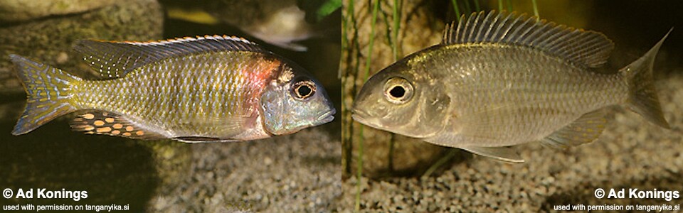 Tramitichromis variabilis 'Senga Bay'