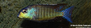 Lethrinops marginatus 'Senga Bay'.jpg