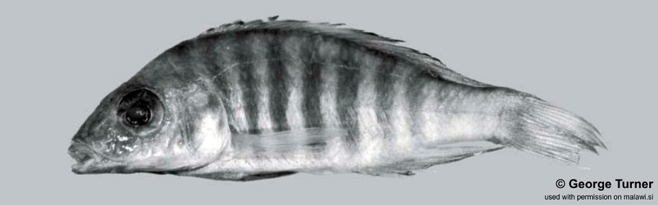 Aulonocara sp. 'long' South East Arm