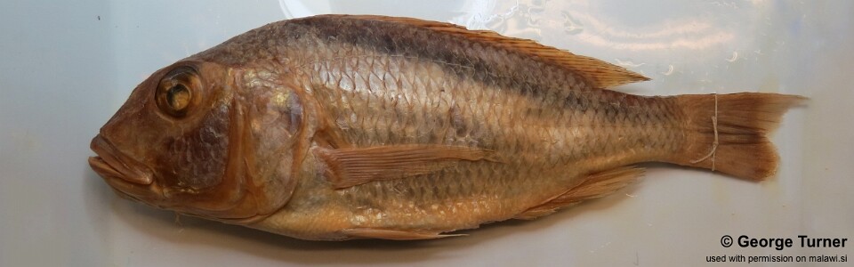 Buccochromis oculatus 'South East Arm'