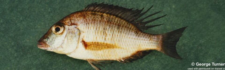 Lethrinops argenteus 'South East Arm'