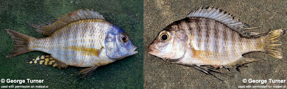 Lethrinops mylodon 'South East Arm'