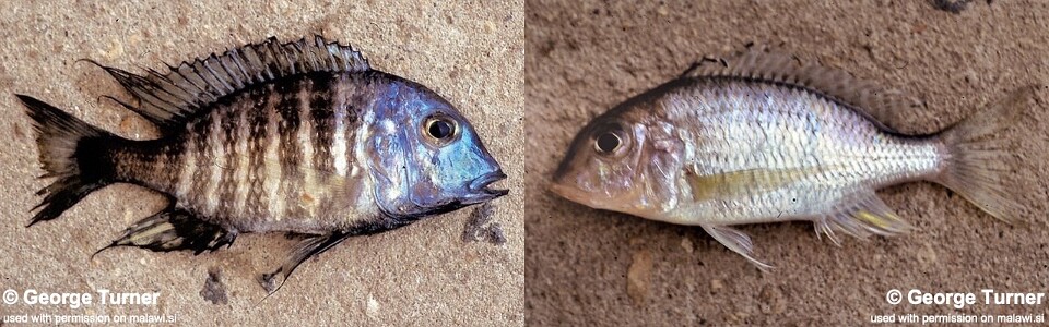 Lethrinops sp. 'deep-water albus' South East Arm